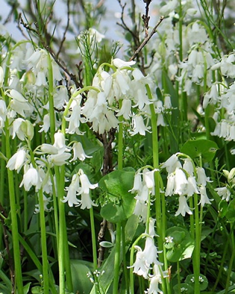 Hyacinthoides hispanica white.jpg